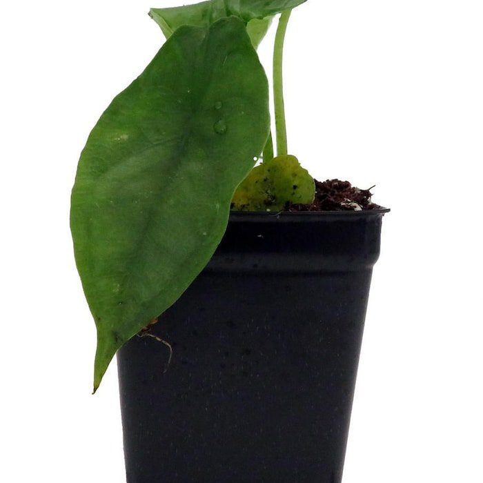 Dragon Breath African Mask Plant Alocasia 2.5 inch Pot