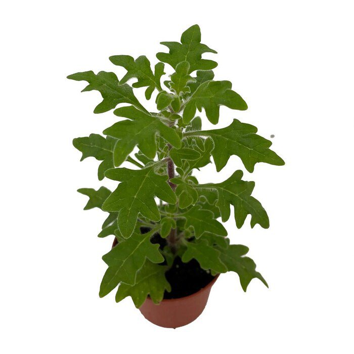 Duck Foot Swedish Ivy Plant Plectranthus 2.5 inch Pot