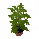 Duck Foot Swedish Ivy Plant Plectranthus 2.5 inch Pot