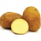 German Butterball Potato 6 Tubers