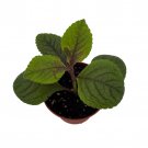 Black Swedish Ivy Plant Plectranthus 2.5 inch Pot Gothic