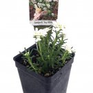 Worlds Smallest Tiny White Candytuft Iberis 2.5 inch Pot Fairy Garden Plant