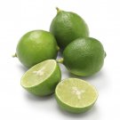 Thornless Key Lime Tree 5 inch Pot Fruiting Size Key Lime Pie