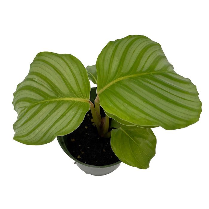 Orbit Peacock Plant Calathea Orbifolia Easy House Plant 4 inch Pot