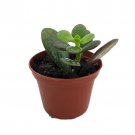 Dwarf Jade Plant Crassula Ovata Minor Succulent 2.5 inch Pot