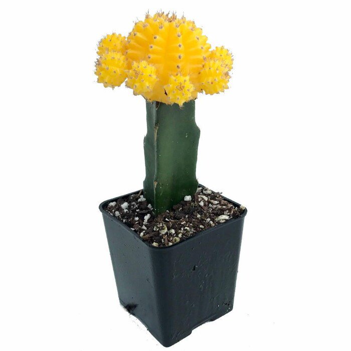 Yellow Grafted Moon Cactus 2.5 inch Pot Live Plant