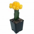 Yellow Grafted Moon Cactus 2.5 inch Pot Live Plant