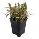 Multicolor Ajuga Reptans 2.5 inch Pot Carpet Bugle Fairy Garden