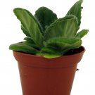 Crossroads Asian Violet 2.5 inch Pot Collectors Series