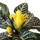 Aphelandra Zebra Plant Exotic Unusual House Plant 4 inch Pot