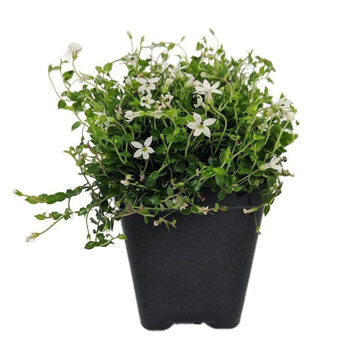 Alpine White Star Creeper Isotoma 2.5 inch Pot Fairy Garden Outdoors