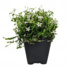Alpine White Star Creeper Isotoma 2.5 inch Pot Fairy Garden Outdoors