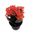 Orange Kalanchoe 2.5 inch Pot In Bud And Bloom Easy House Plant