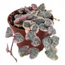 Pearl Moon Rosary Vine Ceropegia Woodii Pretty Pk String Of Hearts 2.5 inch Pot