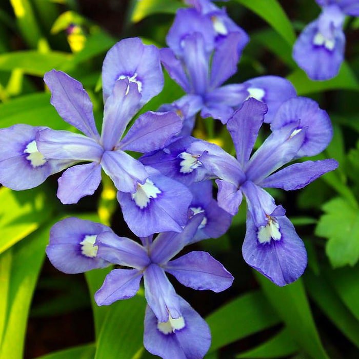 Dwarf Crested Iris Cristata Violet Blue Flowers 2 Top Size Bareroots