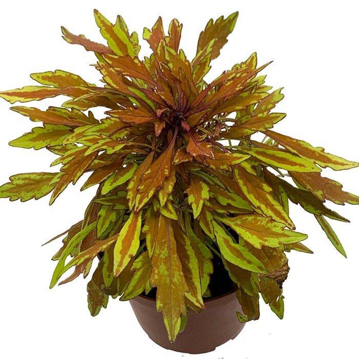 Lions Mane Mini Copper Plant Solenostemon Fiery House Plant 2.5 inch Pot