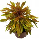 Lions Mane Mini Copper Plant Solenostemon Fiery House Plant 2.5 inch Pot