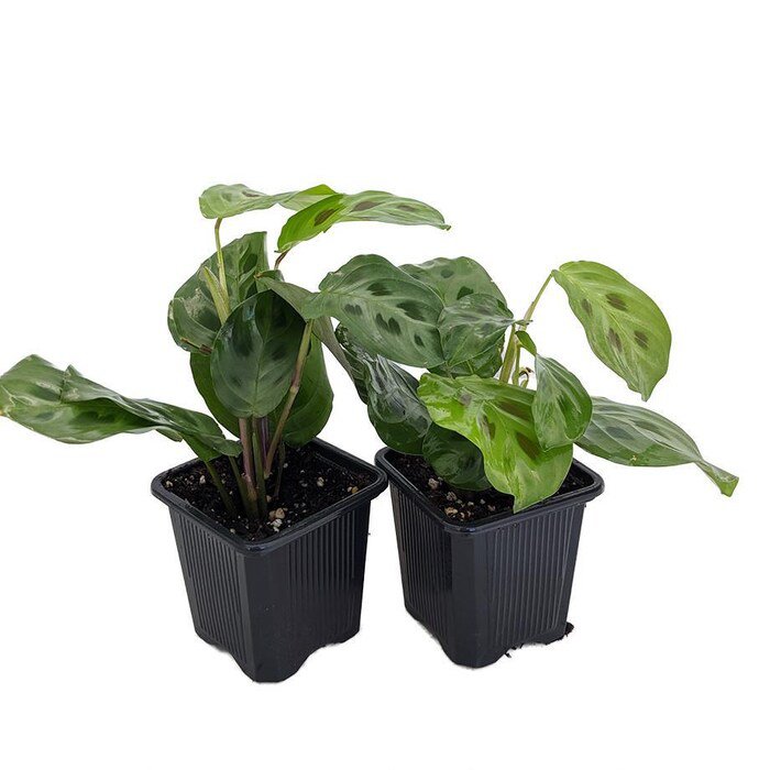 Green Prayer Plant Maranta 2 Pack 3 inch Pots