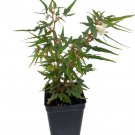 Mini Maple Leaf Begonia Plant 2.5 inch Pot Terrarium Fairy Garden House Plant