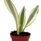Gold Dust Snake Plant Sanseveria 4 inch Pot