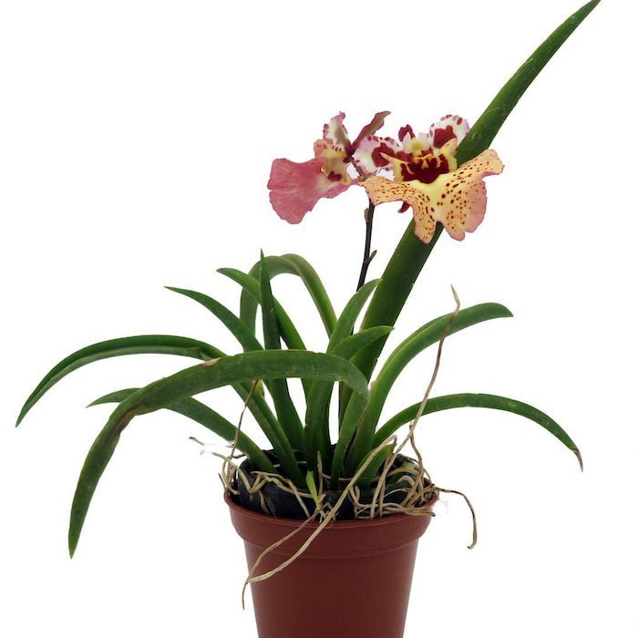 Tiny Dancer Tolumnia Miniature Orchid Plant Without Flower Spike 2 inch Pot Beautiful House Plant