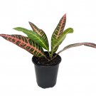 Nervia Croton 3.5 inch Pot Colorful House Plant