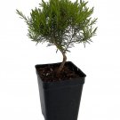 Breath Of Heaven Confetti Tree Coleonema Pulchellum 2.5 inch Pot