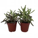 Chandelier Mother Of Thousands Kalanchoe Delagoensis 2 Plants In 2 inch Pots