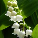 White Lily Of The Valley 10 Pips Convallaria Majalis Great For Shade