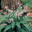 Rare Pink Lily Of The Valley 5 Pips Roots Great In Shade