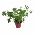 Organic Flat Leaf Italian Parsley Favored By Chefs Live Plant 4 inch Pot