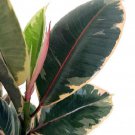 Tineke Rubber Tree Plant Ficus New Yet Very Old 2.5 inch Pot