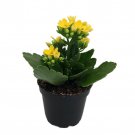 Yellow Kalanchoe 2.5 inch Pot In Bud And Bloom Easy House Plant