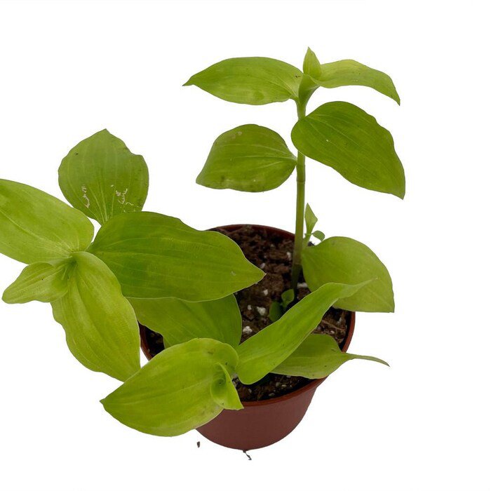 Gold Wing Tradescantia 2.5 inch Pot