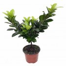 Green Island Weeping Fig Tree Ficus 4 inch Pot
