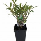 Willow Leaf Weeping Fig Ficus 2.5 inch Pot Fairy Garden Plant Or Bonsai