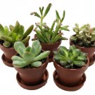 Mini Succulent Collection Fairy Gardens Terrarium 5 Plants 1 inch Pots Saucers