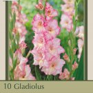 Large Flowering Gladiolus Priscilla 10 Bulbs 12 14 Cm