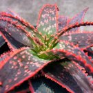 Christmas Carol Aloe Light Pink Edges 4 inch Pot Succulent