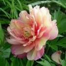 Julia Rose Intersectional Itoh Tree Peony Apricot Reddish Purple Bareroot