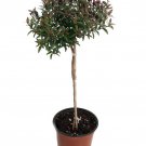 Biblical Myrtle Herb Plant Myrtus Ancient Herb 4.5 inch Pot Topiary