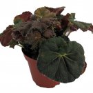 Carol Knight Begonia Plant 3.7 inch Pot Terrarium Fairy Garden Houseplant Bonsai
