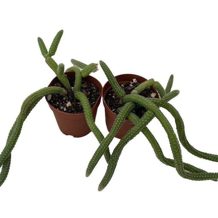 Peanut Cactus Orange Flowering Echinopsis Chamaecereus 2 Pack 2 inch Pot