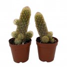 Lady Fingers Cactus Mammillaria Elongata 2 Pack In 2 inch Pots