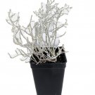 Cushion Bush Leucophyta Brownii 2.5 inch Pot Terrarium Fairy Garden House Plant