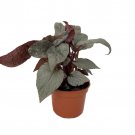 Silver Leaf Begonia Plant 4 inch Pot Great Houseplant