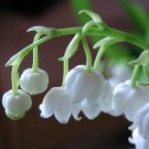 Giant Bordeaux Lily Of The Valley 10 Pips Roots Convallaria