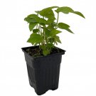 Fatsia Japonica Japanese Aralia 4 inch Pot Indoor House Plant