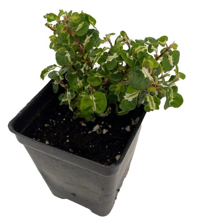 Curly Variegated Creeping Fig Ficus Pumila Terrarium Fairy Garden 2.5 inch Pot