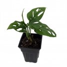 Swiss Cheese Plant Monstera Adansonii 2.5 inch Pot